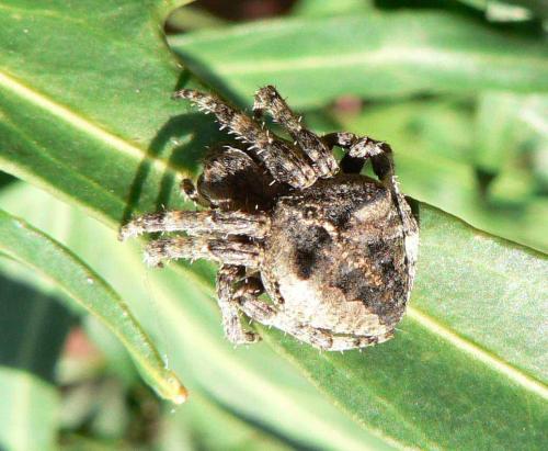 Araneus angulatus