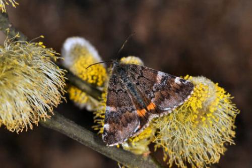 Archiearis parthenias