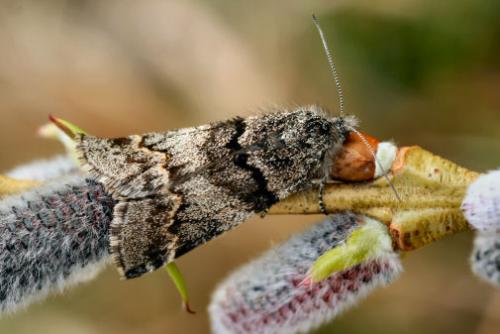 Boudinotiana touranginii