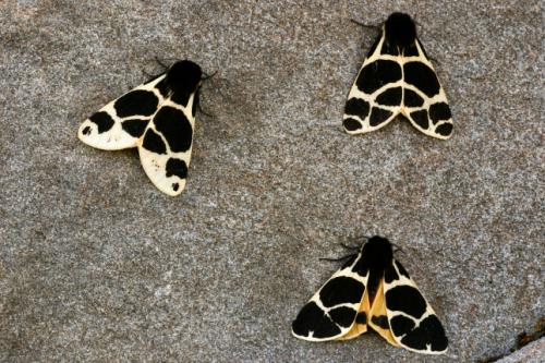 Arctia flavia