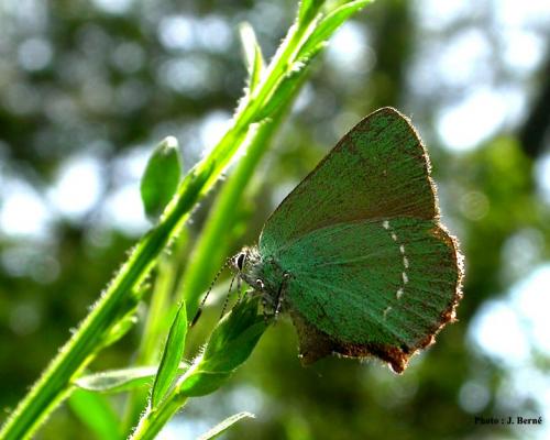 Réf. 16 748 : Callophrys rubi