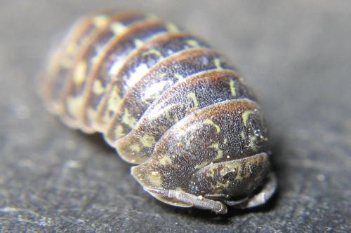 Armadillidium pictum