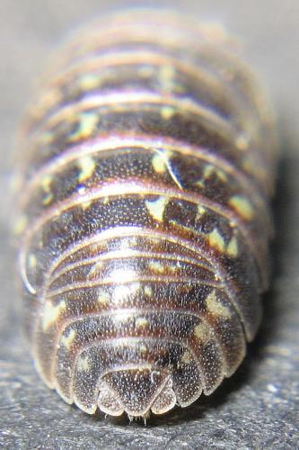 Armadillidium pictum