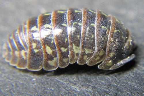 Armadillidium pictum