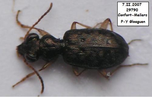 Asaphidion sp.