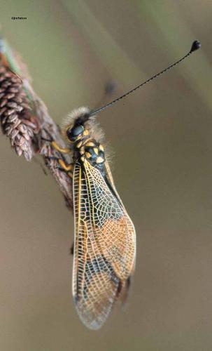 Libelloides longicornis