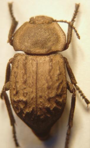 Asida sabulosa