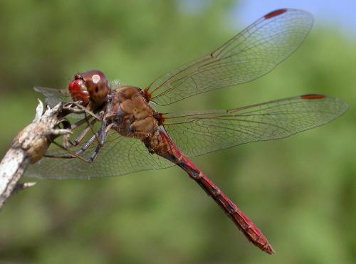 Sympetrum meridionale