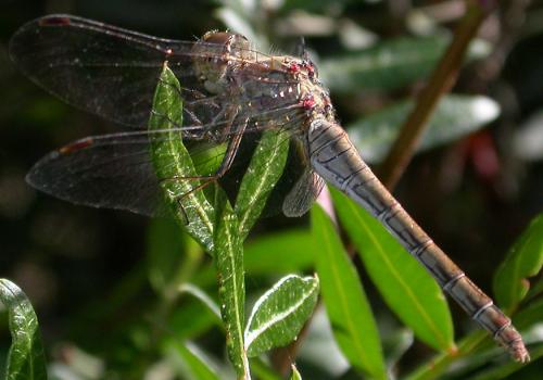 Réf. 16 367 : Sympetrum striolatum
