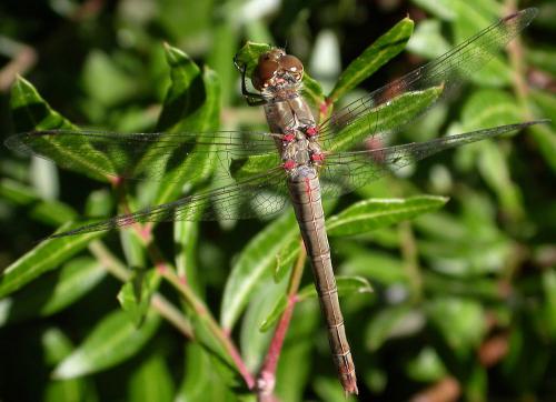 Réf. 16 368 : Sympetrum striolatum