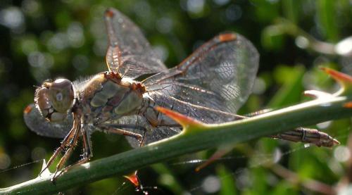 Réf. 16 369 : Sympetrum striolatum