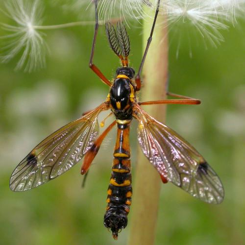 Réf. 16 884 : Ctenophora elegans