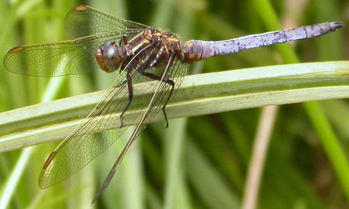 Orthetrum coerulescens
