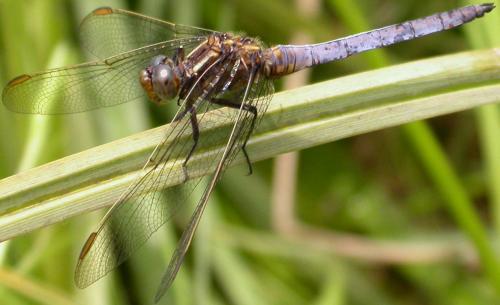 Réf. 16 389 : Orthetrum coerulescens