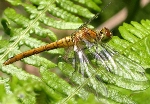 Sympetrum sanguineum