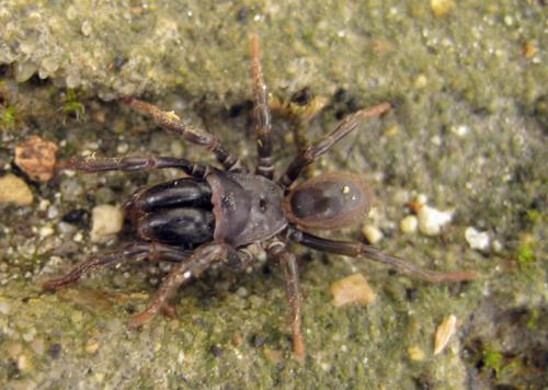 Atypus sp.
