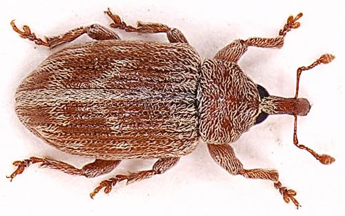 Réf. 16 862 : Ellescus scanicus