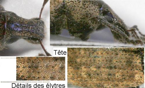 Réf. 16 058 : Barynotus obscurus