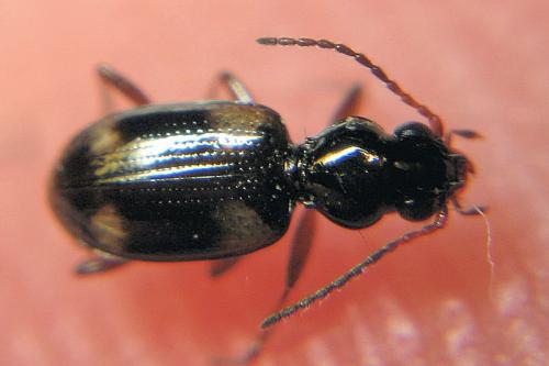 Bembidion quadrimaculatum