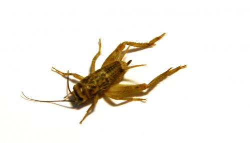 Acheta domesticus
