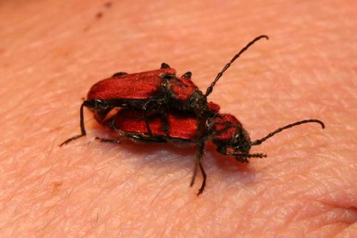 Pyrrhidium sanguineum