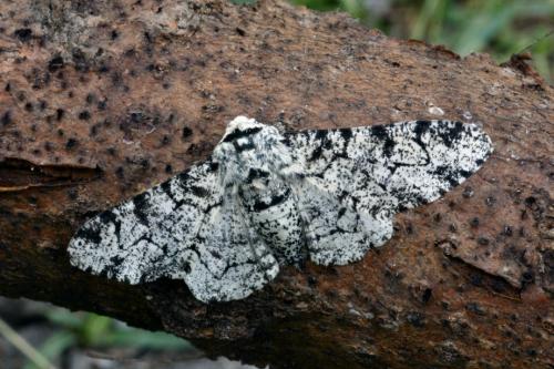 Réf. 16 467 : Biston betularia