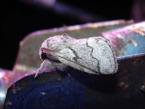 Réf. 16 053 : Trichiura crataegi