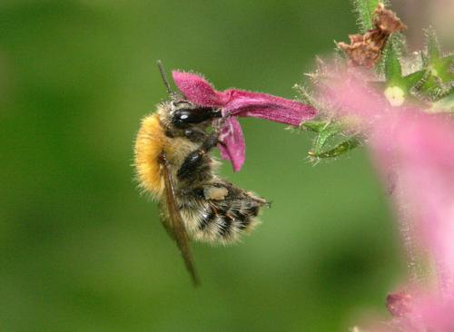 Réf. 16 516 : Bombus pascuorum