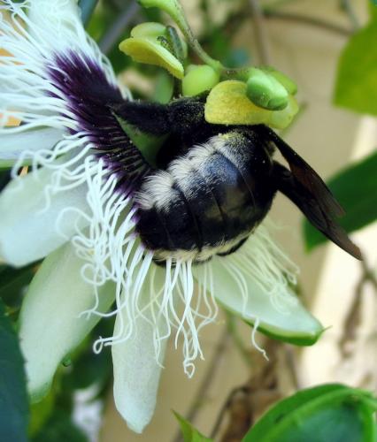 Xylocopa nigrita
