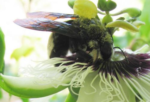 Xylocopa nigrita