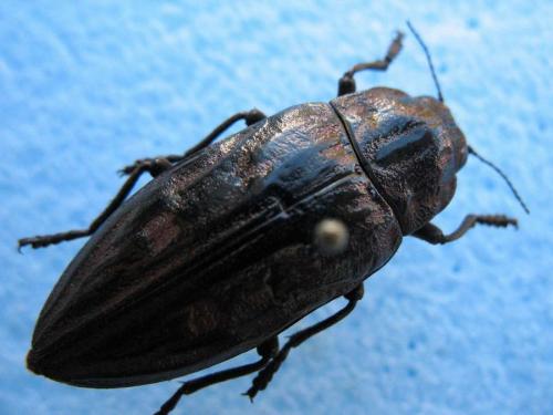 Chalcophora intermedia fagniezi