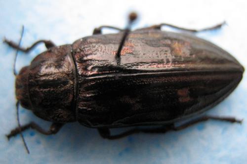 Chalcophora intermedia fagniezi