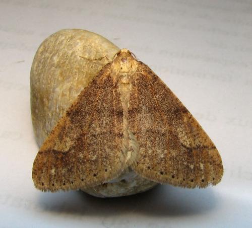 Agriopis marginaria