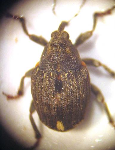 Réf. 16 889 : Stenocarus sp.