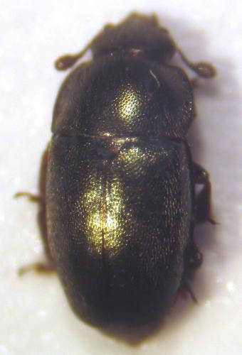 Meligethes sp.