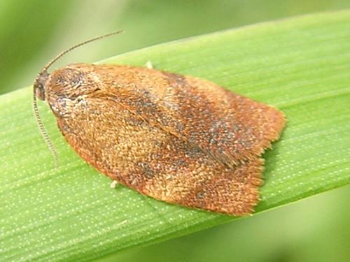 Réf. 16 523 : Cacoecimorpha pronubana