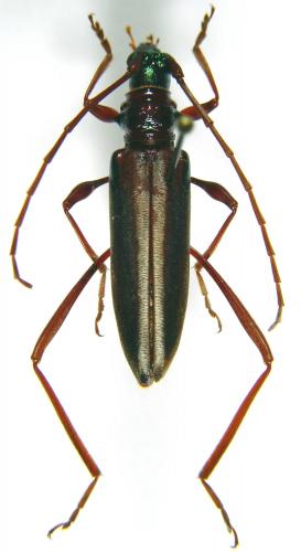 Réf. 16 800 : Chromalizus leucorrhapis