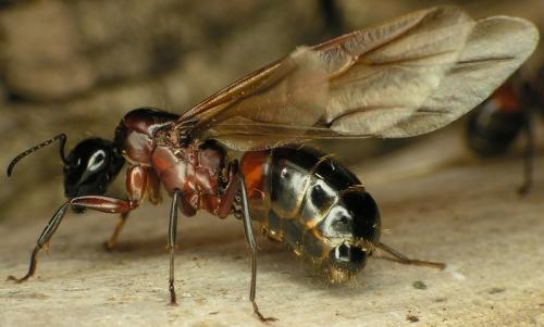 Réf. 16 305 : Camponotus ligniperda
