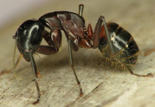 Réf. 16 308 : Camponotus ligniperda