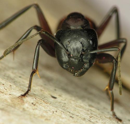Réf. 16 307 : Camponotus ligniperda