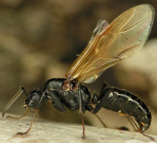Réf. 16 306 : Camponotus ligniperda