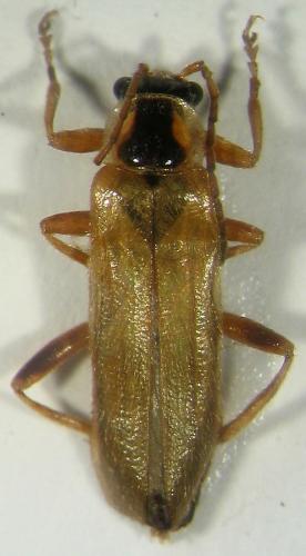 Réf. 16 427 : Cantharis decipiens