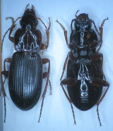 Réf. 16 250 : Platyderus depressus