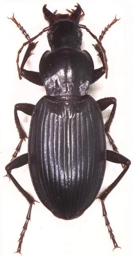 Laemostenus algerinus