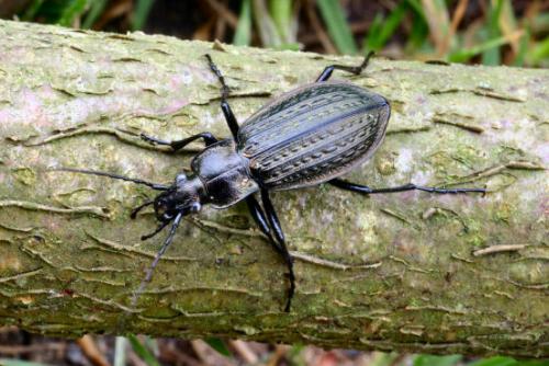 Carabus granulatus