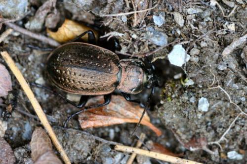 Réf. 16 596 : Carabus baudii
