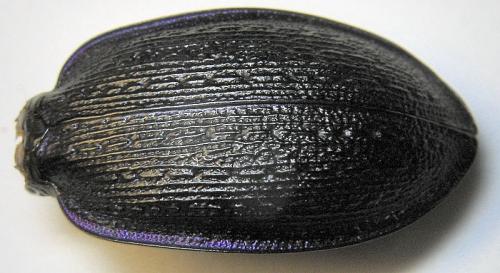 Carabus problematicus