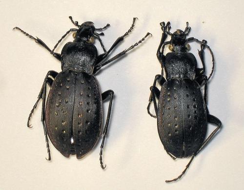 Carabus hortensis