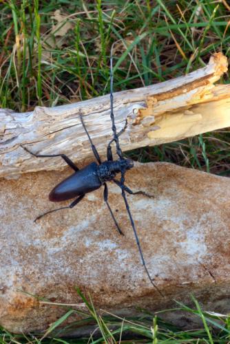 Cerambyx cerdo