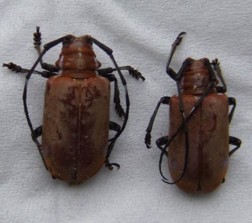 Réf. 16 507 : Aparescus praecox
